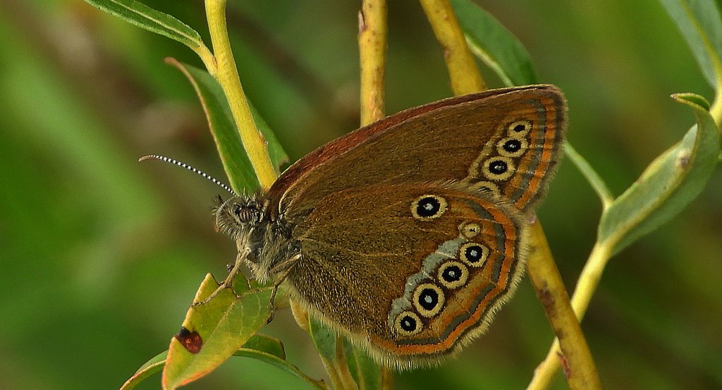 Strzępotek edypus (Coenonympha oedippus)