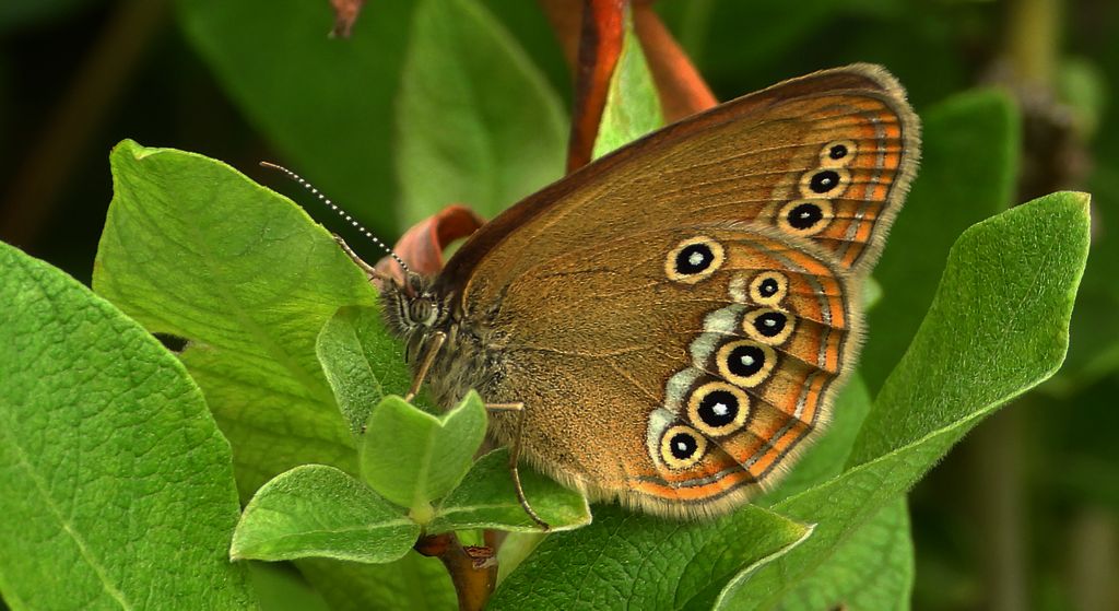 Strzępotek edypus (Coenonympha oedippus)