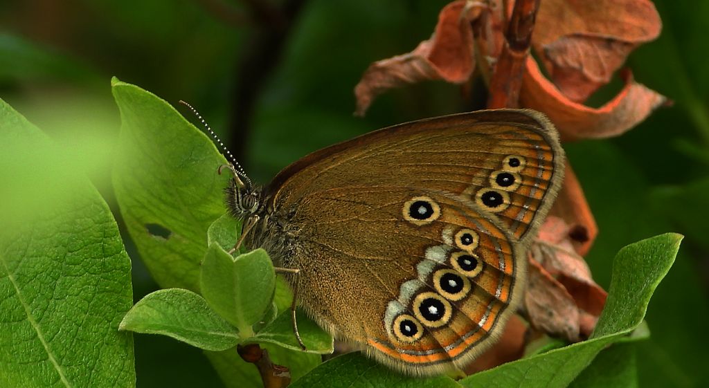 Strzępotek edypus (Coenonympha oedippus)