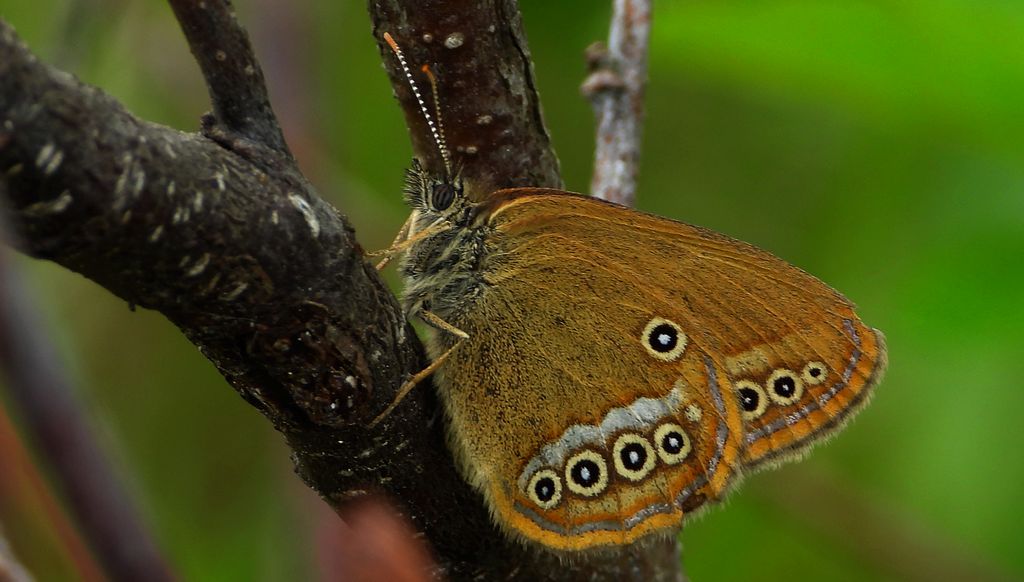 Strzępotek edypus (Coenonympha oedippus)