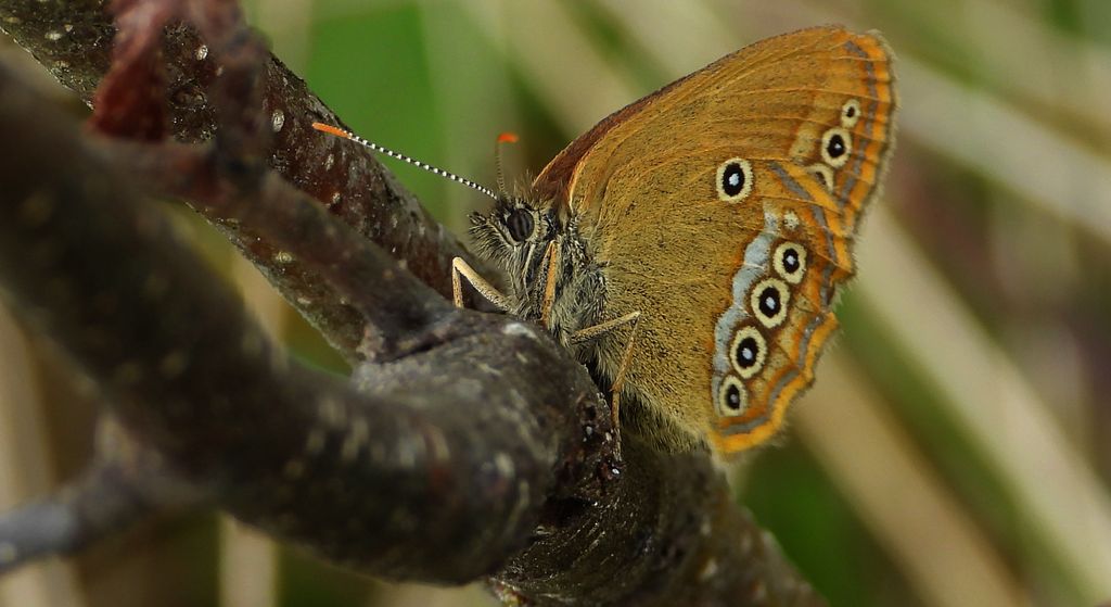 Strzępotek edypus (Coenonympha oedippus)