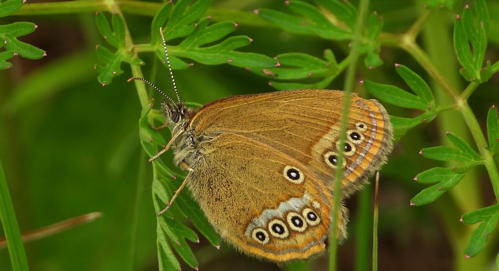 Strzępotek edypus (Coenonympha oedippus)