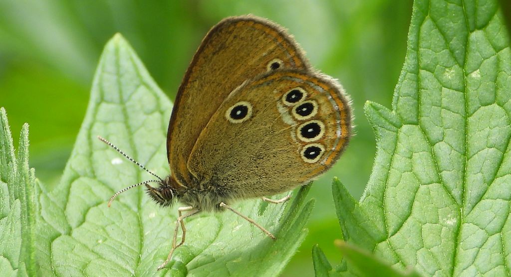 Strzępotek edypus (Coenonympha oedippus)