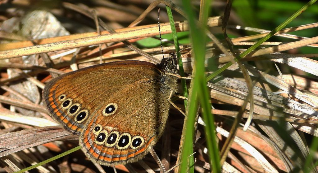 Strzępotek edypus (Coenonympha oedippus)