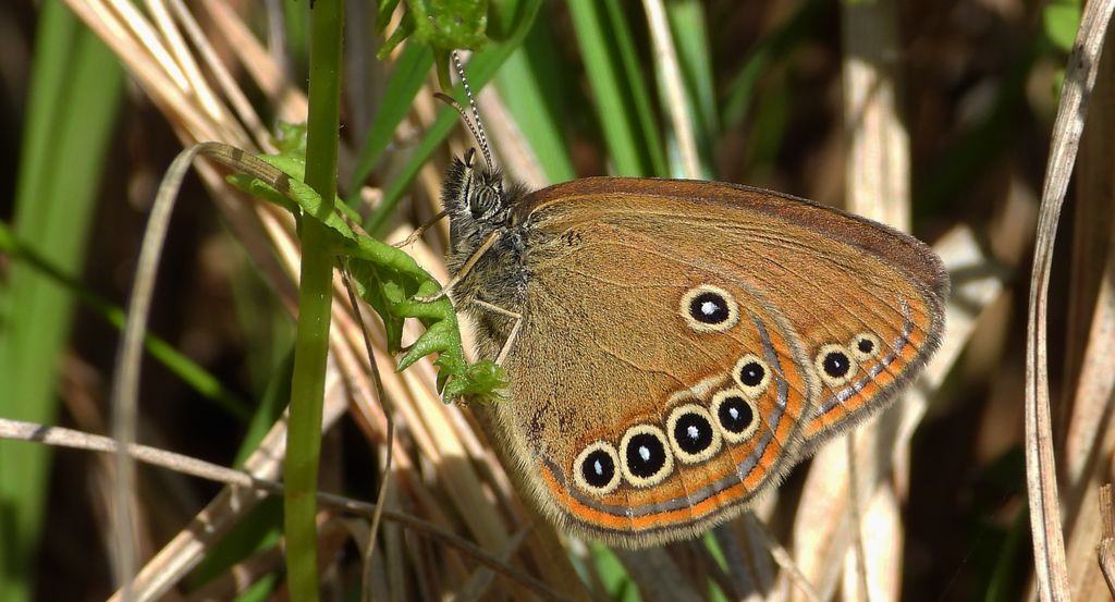 Strzępotek edypus (Coenonympha oedippus)