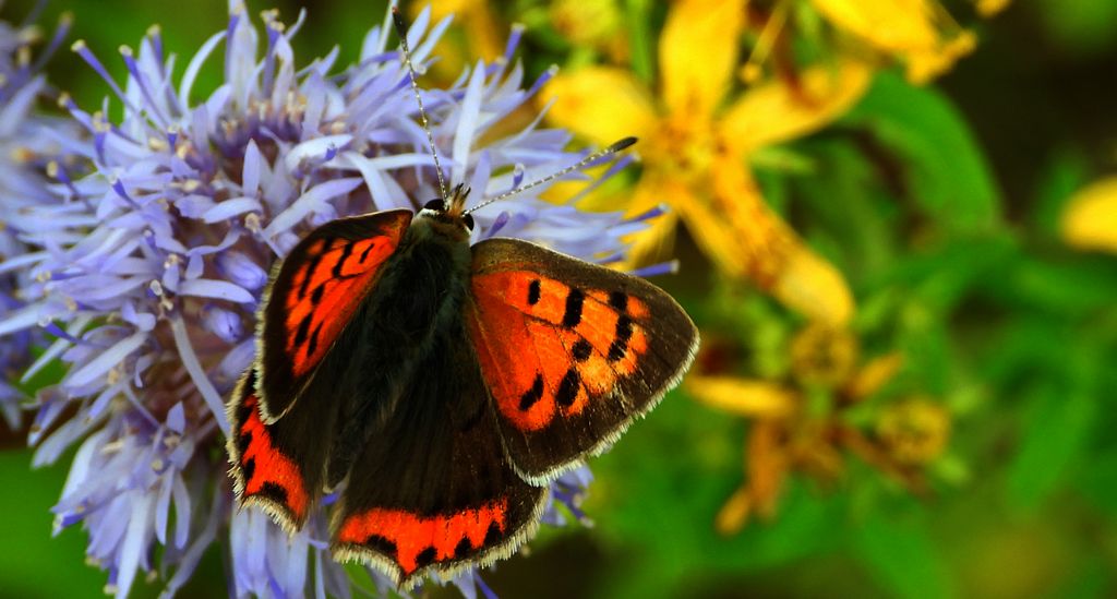 Czerwończyk żarek (Lycaena phlaeas syn. Lycaena phlaeoides)