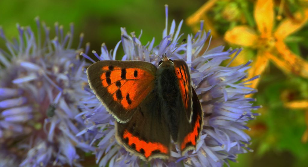Czerwończyk żarek (Lycaena phlaeas syn. Lycaena phlaeoides)