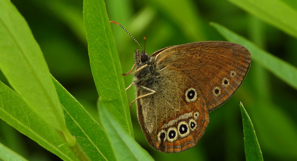 Strzępotek edypus (Coenonympha oedippus)