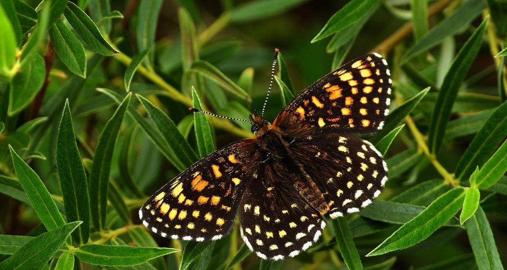 Przeplatka atalia (Melitaea athalia)
