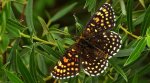 Przeplatka atalia (Melitaea athalia)