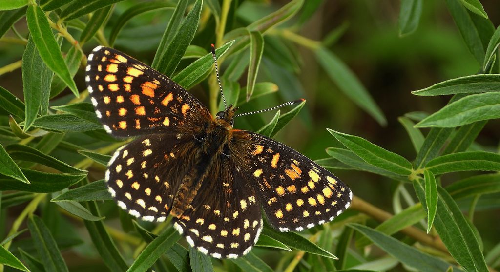 Przeplatka atalia (Melitaea athalia)