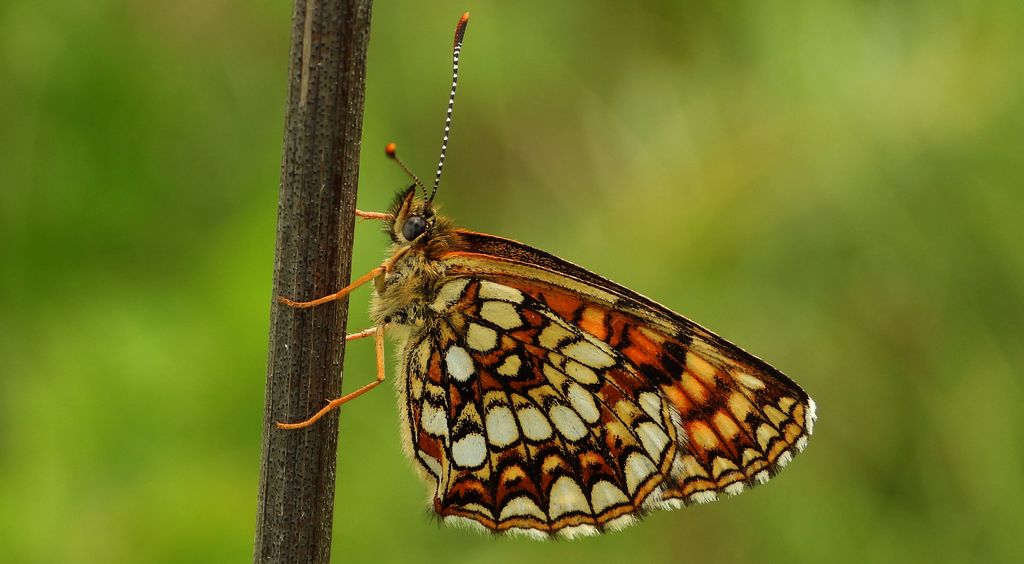 Przeplatka atalia (Melitaea athalia)