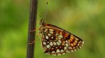 Przeplatka atalia (Melitaea athalia)