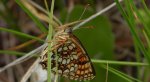 Przeplatka atalia (Melitaea athalia)