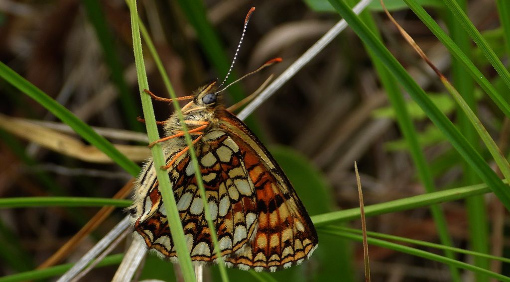 Przeplatka atalia (Melitaea athalia)