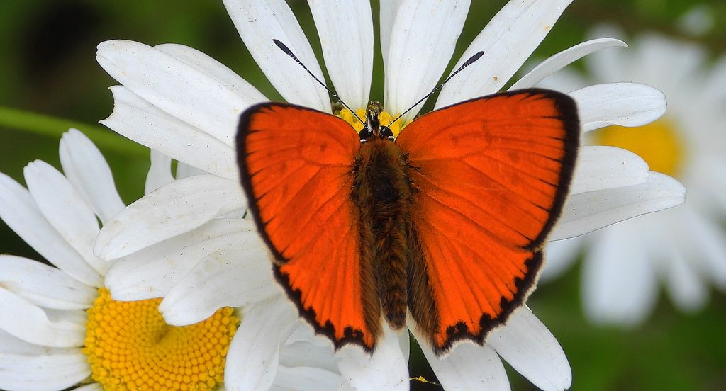Czerwończyk dukacik (Lycaena virgaureae)