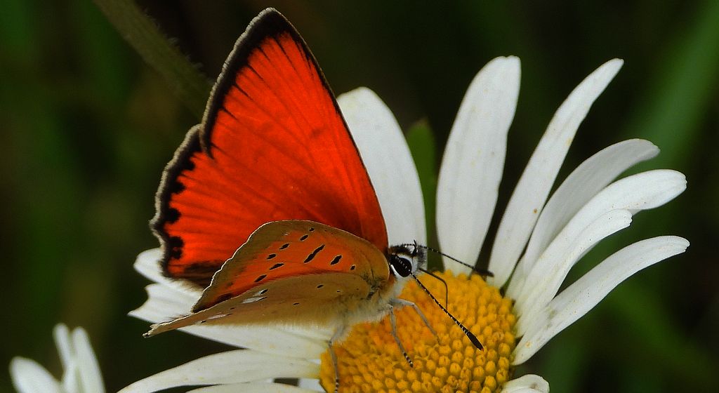 Czerwończyk dukacik (Lycaena virgaureae)