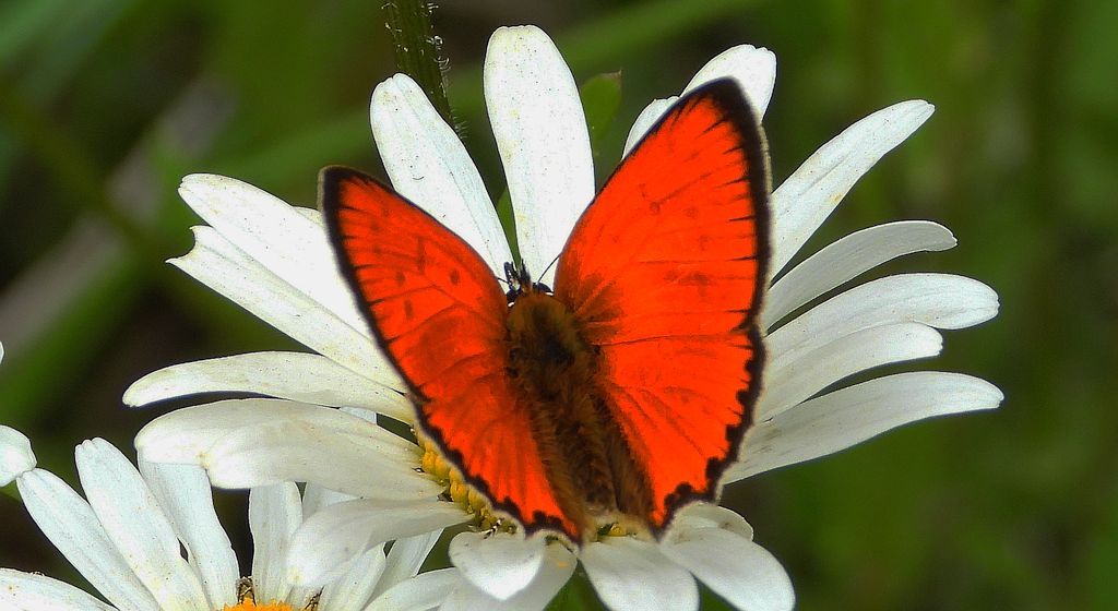 Czerwończyk dukacik (Lycaena virgaureae)
