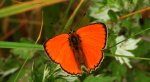 Czerwończyk dukacik (Lycaena virgaureae)