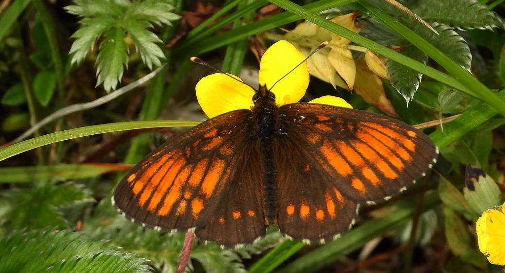 Przeplatka atalia (Melitaea athalia)