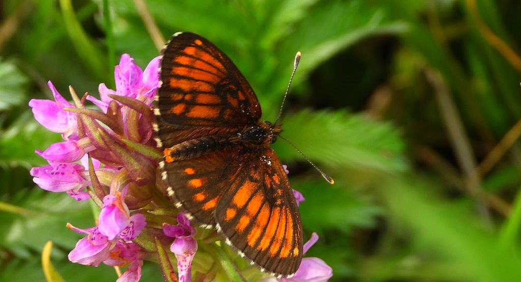 Przeplatka atalia (Melitaea athalia)