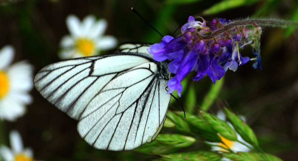 Niestrzęp głogowiec (Aporia crataegi)