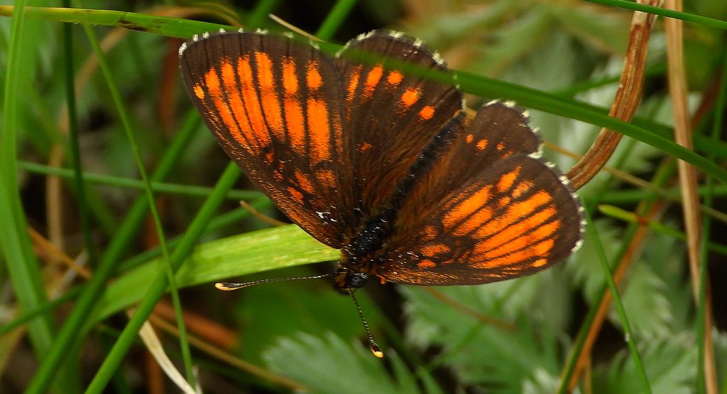 Przeplatka atalia (Melitaea athalia)