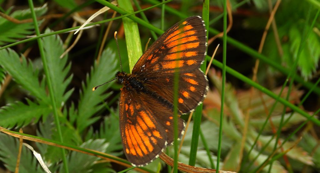 Przeplatka atalia (Melitaea athalia)