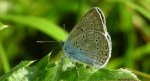 Modraszek amandus (Polyommatus amandus)