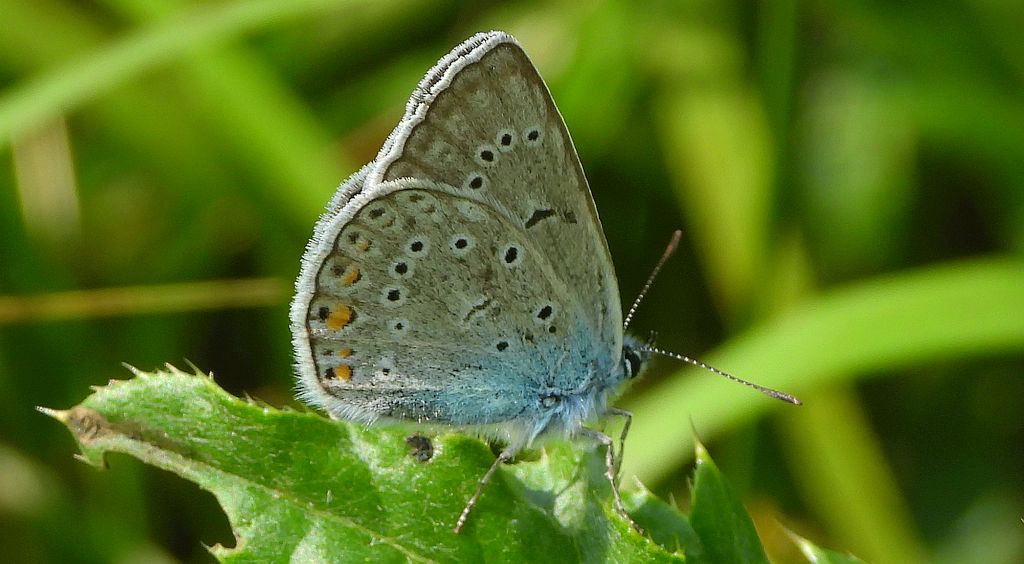 Modraszek amandus (Polyommatus amandus)