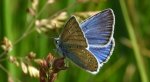 Modraszek amandus (Polyommatus amandus)