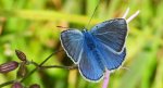 Modraszek amandus (Polyommatus amandus)