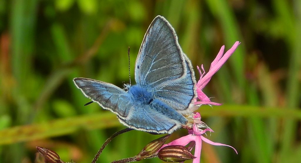 Modraszek amandus (Polyommatus amandus)