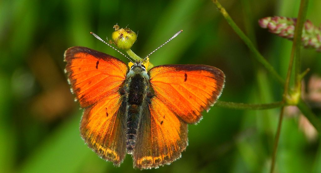 Czerwończyk płomieniec (Lycaena hippothoe)