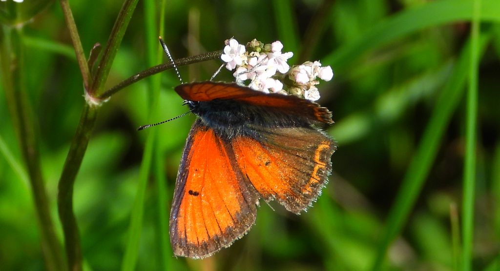 Czerwończyk płomieniec (Lycaena hippothoe)