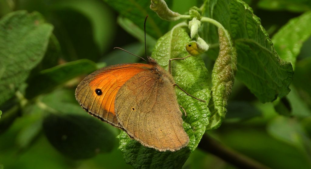 Przestrojnik jurtina, przestrojnik wielki (Maniola jurtina)