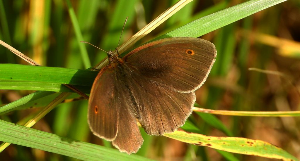Przestrojnik jurtina, przestrojnik wielki (Maniola jurtina)