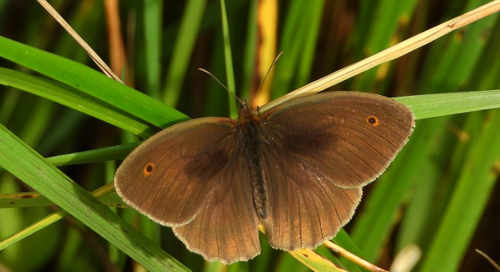 Przestrojnik jurtina, przestrojnik wielki (Maniola jurtina)
