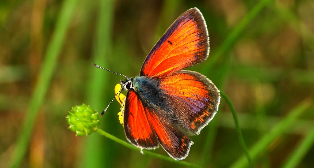 Czerwończyk płomieniec (Lycaena hippothoe)