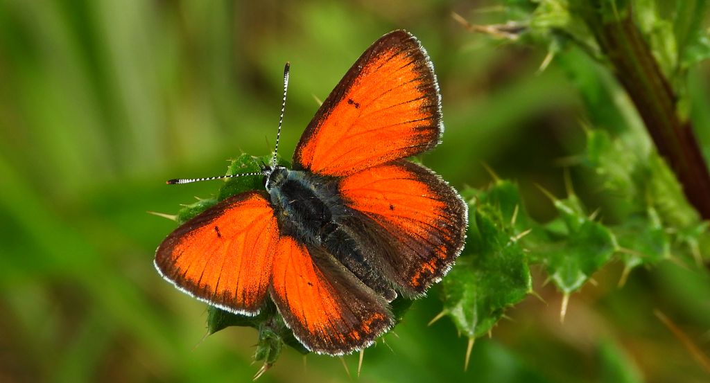Czerwończyk płomieniec (Lycaena hippothoe)