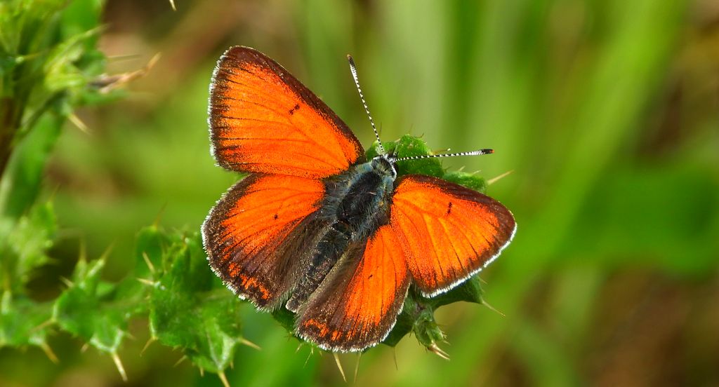 Czerwończyk płomieniec (Lycaena hippothoe)
