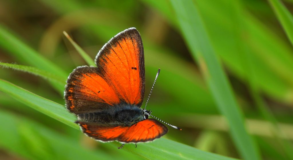 Czerwończyk płomieniec (Lycaena hippothoe)