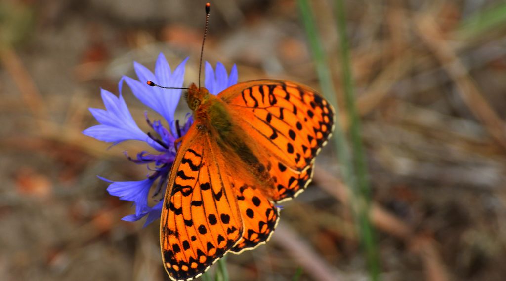 Dostojka aglaja, perłowiec aglaja, perłowiec większy (Argynnis aglaja)