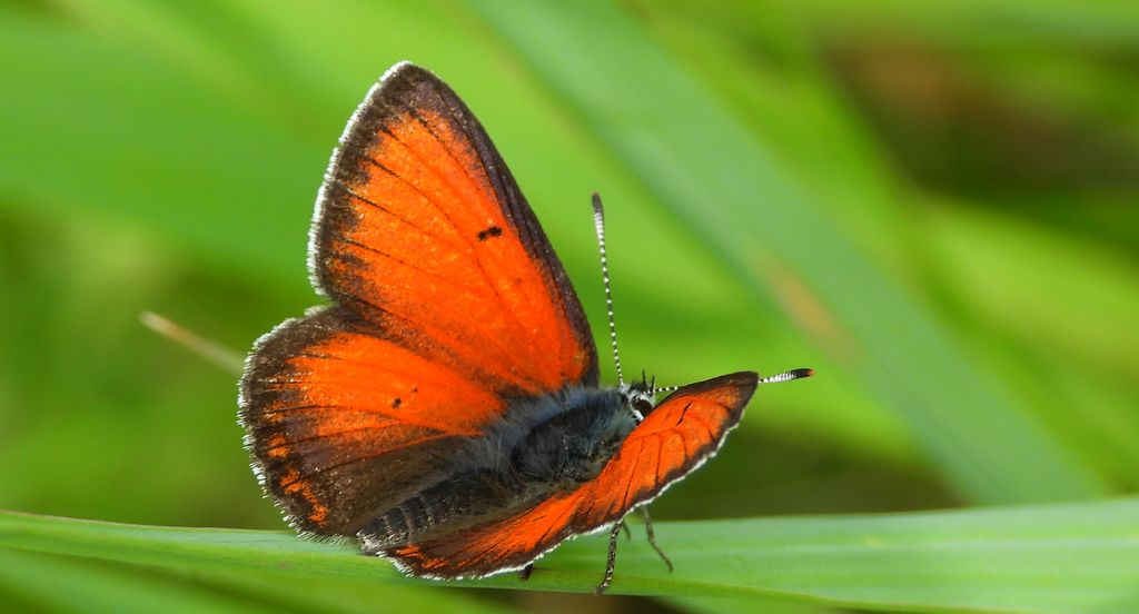 Czerwończyk płomieniec (Lycaena hippothoe)