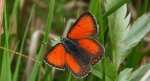 Czerwończyk płomieniec (Lycaena hippothoe)