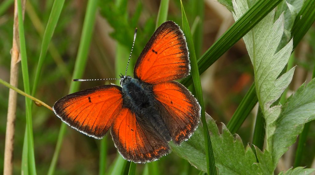 Czerwończyk płomieniec (Lycaena hippothoe)