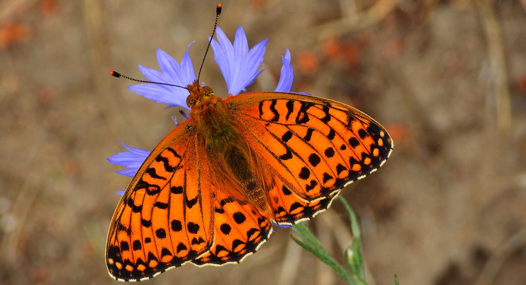 Dostojka aglaja, perłowiec aglaja, perłowiec większy (Argynnis aglaja)
