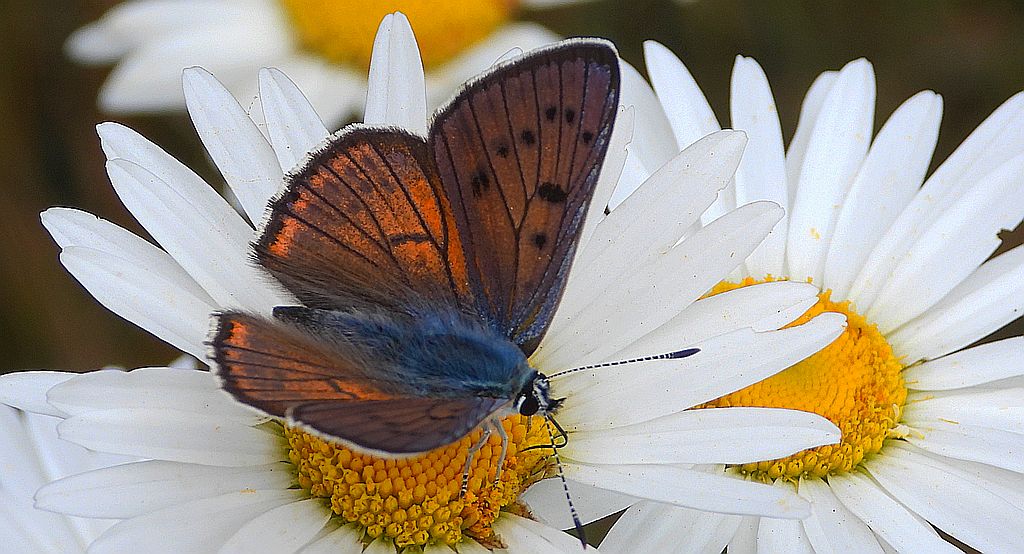 Czerwończyk zamgleniec (Lycaena alciphron)