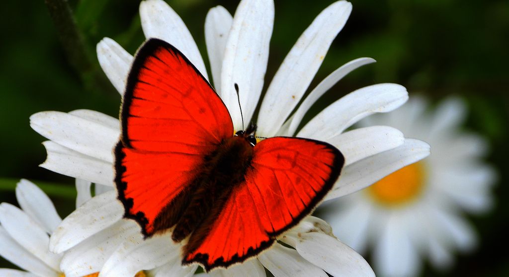 Czerwończyk dukacik (Lycaena virgaureae)