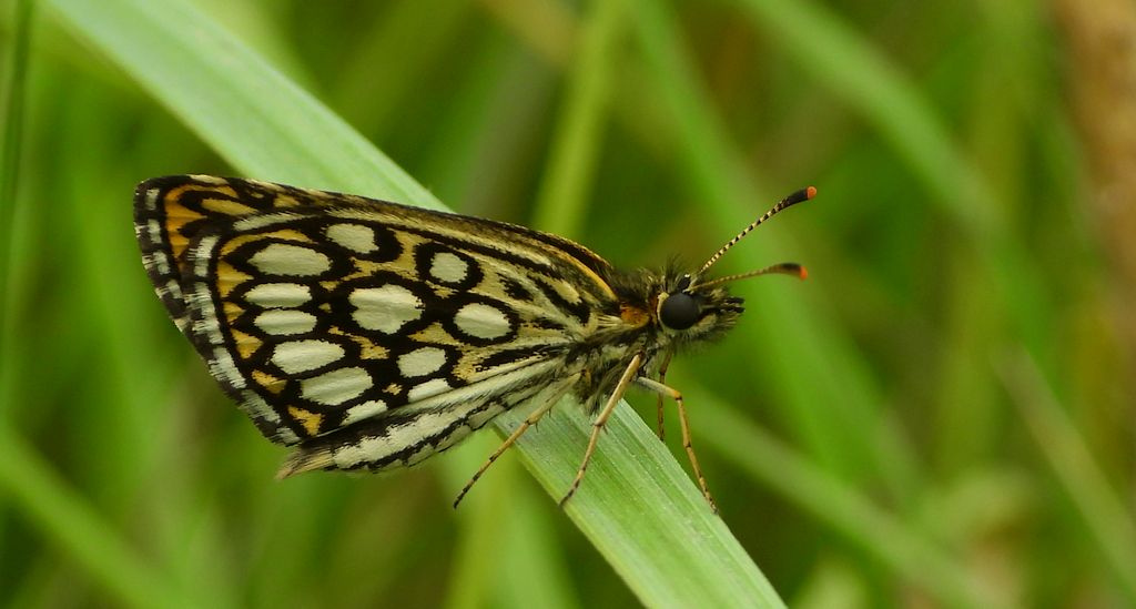 Rojnik morfeusz (Heteropterus morpheus)